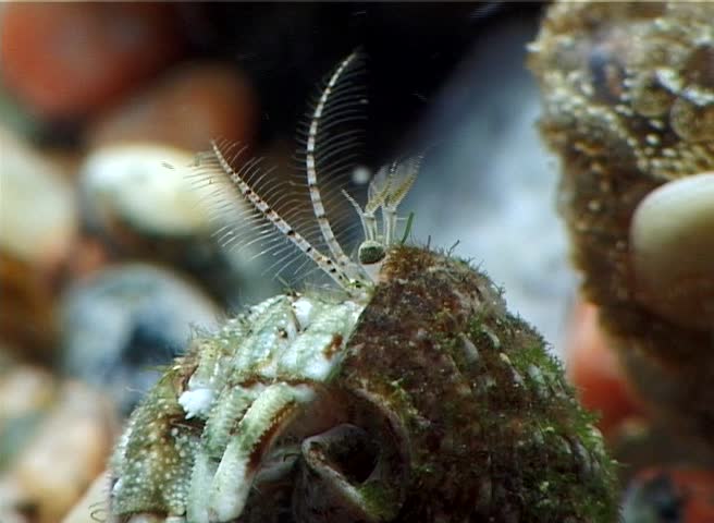 Small hermit crab (Diogenes pugilator). Black Sea. Ukraine.