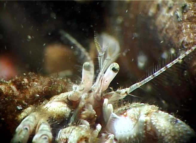 Small hermit crab (Diogenes pugilator). Black Sea. Ukraine.
