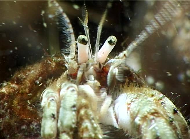 Small hermit crab (Diogenes pugilator). Black Sea. Ukraine.
