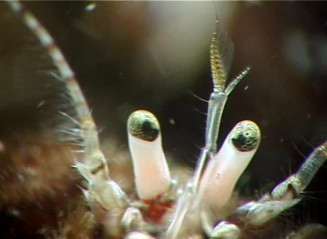 Small hermit crab (Diogenes pugilator). Black Sea. Ukraine.