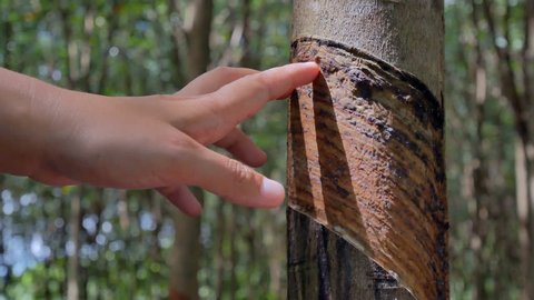 Farmer Tapping Latex From A Stock Footage Video 100 Royalty Free 1023502015 Shutterstock