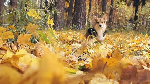 Dog breed Welsh Corgi Pembroke on a walk in a beautiful autumn forest.