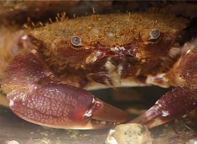 Pilumnus hirtellus, the bristly crab or hairy crab, is a species of European crab. Medium shot. Black Sea. Ukraine