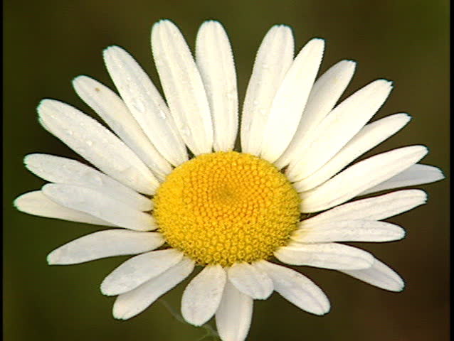 Close up of Daisy alpine wildflower