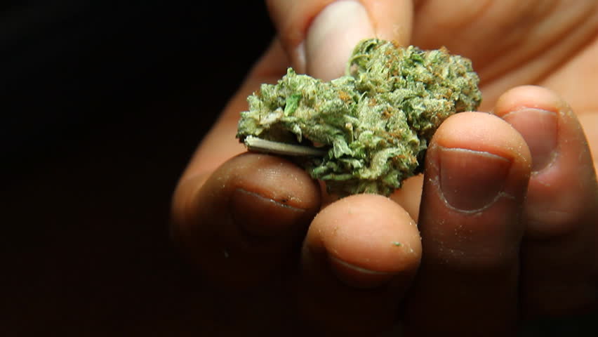 Cannabis in Hand 1. Holding and inspecting a bud of good quality marijuana. 