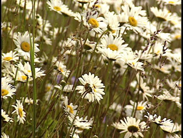 Daisy wildflowers in alpine meadow