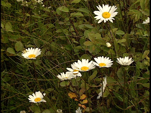 Daisy wildflowers in alpine meadow