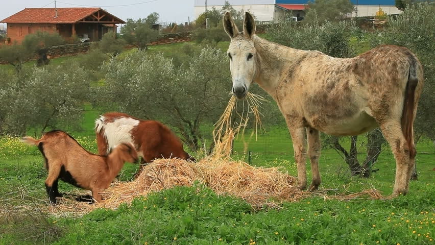 Donkey and two goats eat hay