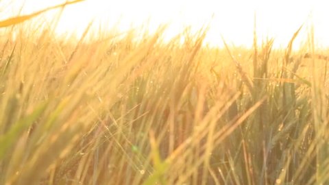 yellow spikes sway wind ripe cereal Stock Footage Video (100% Royalty ...