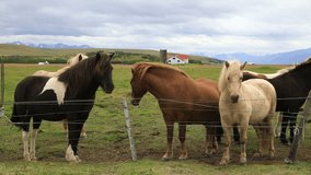 Icelandic horses standing in the paddock in nature landscape of Iceland
