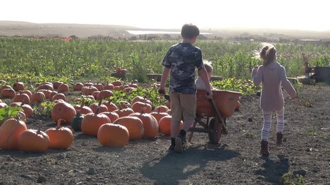 Boy pushing wheelbarrow at farm pumpkin field