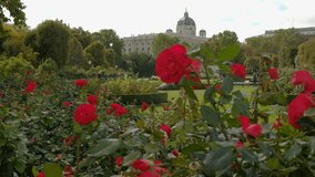 Camera slides past red roses in Volksgarten Vienna. The dome of the natural history museum is in the background