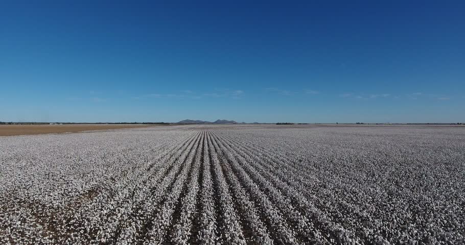 Large Aerolias