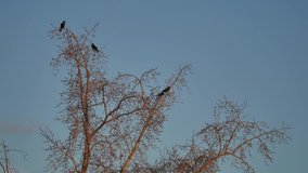 flock of raven birds sitting on a tree dry branches of trees. crows birds flock autumn