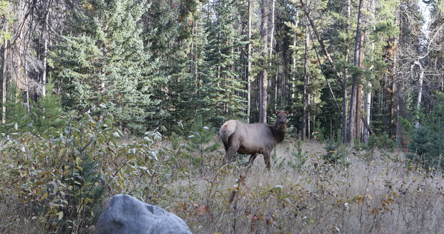 Elk, Cervus canadensis, in forest in Rocky Mountains 4K