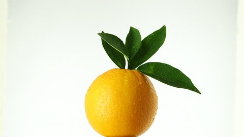Vector Watercolor Fruit Lemon Branch On Stock Vector (Royalty Free ...