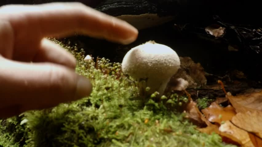 close up hand pokes his finger in a puffball mushroom which explodes with smoke spores