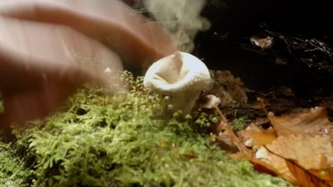 close up hand pokes his finger in a puffball mushroom which explodes with smoke spores