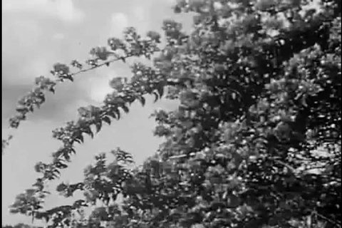 115 Naked tribe Stock Video Footage - 4K and HD Video Clips Shutterstock