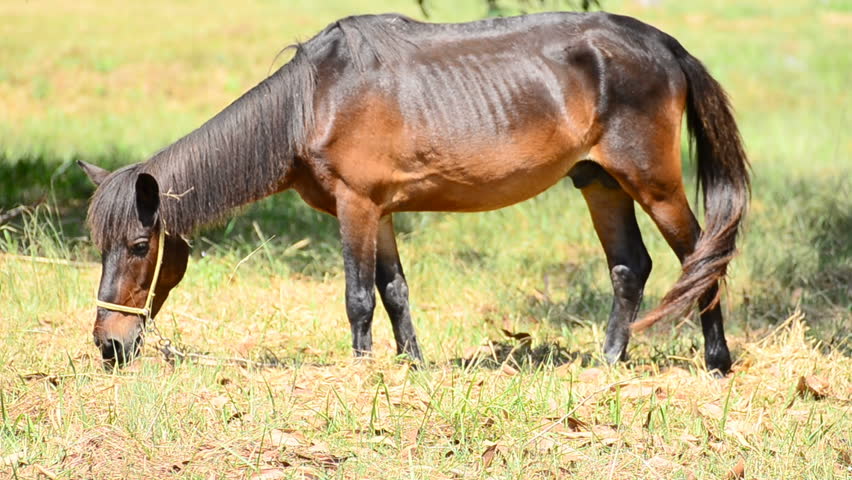 Thai mongolian pony horse (Equus ferus caballus)