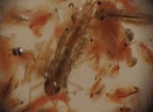 Larvae of Plecoptera and daphnia under a microscope, macro video