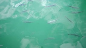 Top view video of many big fish in a turquoise Mediterranean blue sea. Slow motion.