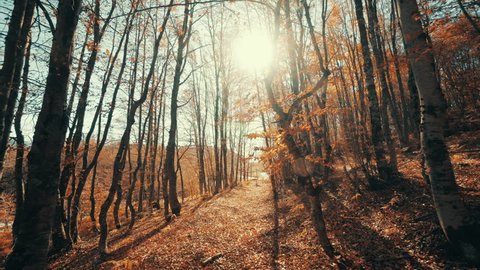 Walking inside a forest of tall trees at autumn sun with long shadows.Pov gimbal stabilized view of someone walking inside a forest path during change of season from autumn to winter with long shadows