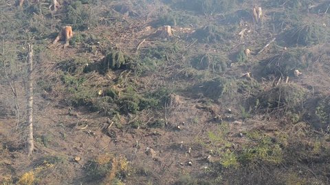 Deforestation. Trees are cut down with chainsaws in forest. Natural disaster