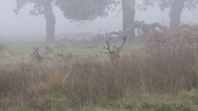 Red Deer in Richmond Park during the rut on a mist day. Richmond park, largest royal park, is famous for more than six hundred red fallow deers.

