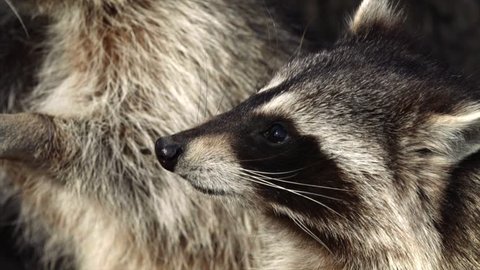 Close portrait of Cute North American racoons taking nuts from zookeeper