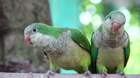 The monk parakeet (Myiopsitta monachus), also known as the Quaker parrot, is a small, bright-green parrot with a greyish breast and greenish-yellow abdomen.