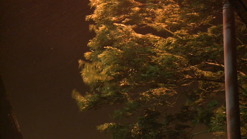 Trees Thrash In Violent Hurricane Winds - Shot in full HD 1920x1080 30p on Sony