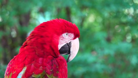 Pair Red Blue Macaw Parrots Kissing Stock Footage Video (100% Royalty ...