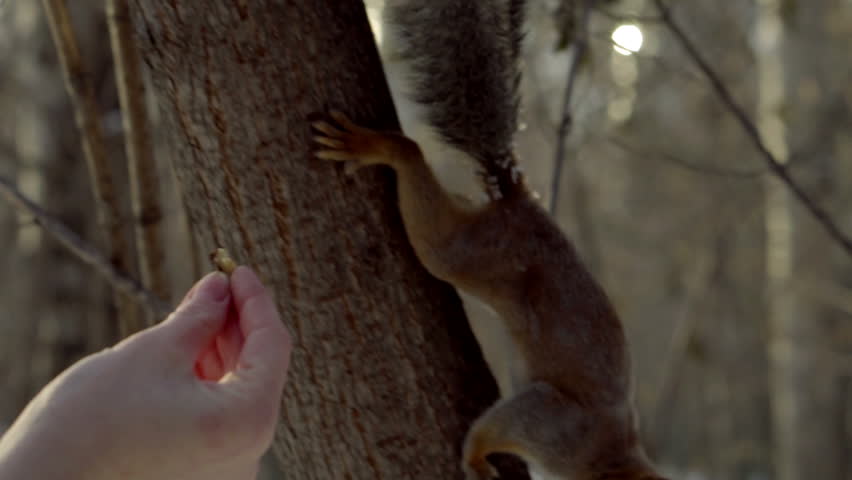 Squirrel eats walnut from a woman's hands in snow forest | Shutterstock HD Video #32328415