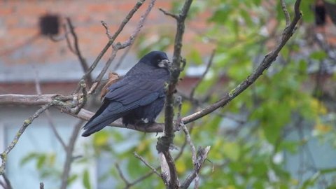 Rook sits on a nut branch under a shallow rain and wind and then flies away (Corvus frugilegus)