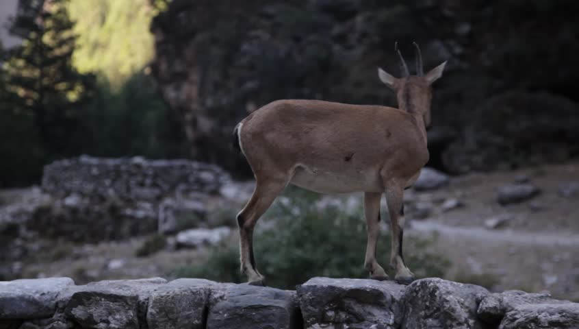 chamois, near the camera is passing by
