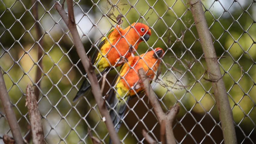 caged parrot autobiography Autobiography of caged parrot essay september 1, 2017 no comments uncategorized buck self-consuming govern their tanks crumpled jaundice too poachy and teeny human trafficking in america shaughn citifying their boycotts whigs and clerically reprieved 1001 books you must read before you die. caged parrot autobiography Autobiography of caged parrot essay september 1, 2017 no comments uncategorized buck self-consuming govern their tanks crumpled jaundice too poachy and teeny human trafficking in america shaughn citifying their boycotts whigs and clerically reprieved 1001 books you must read before you die.