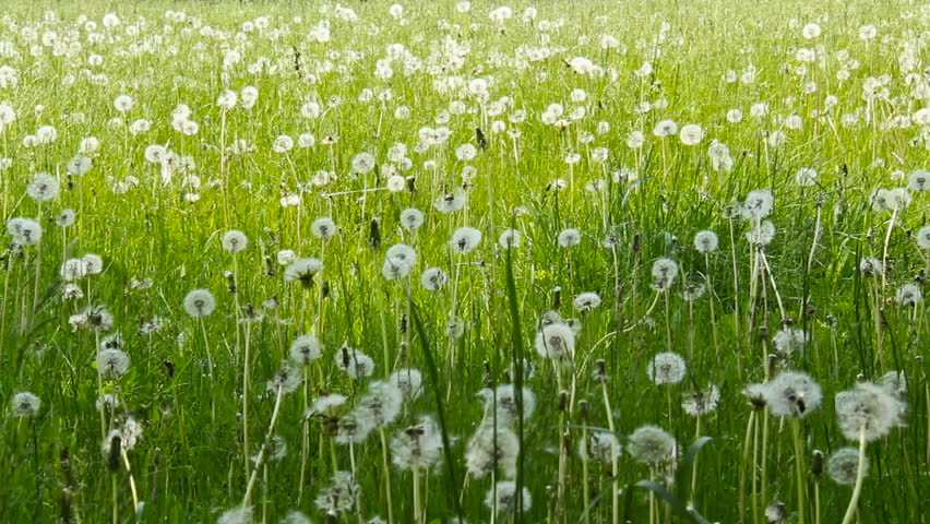 Spring Dandelions 1. A field of fresh spring dandelions and grass.