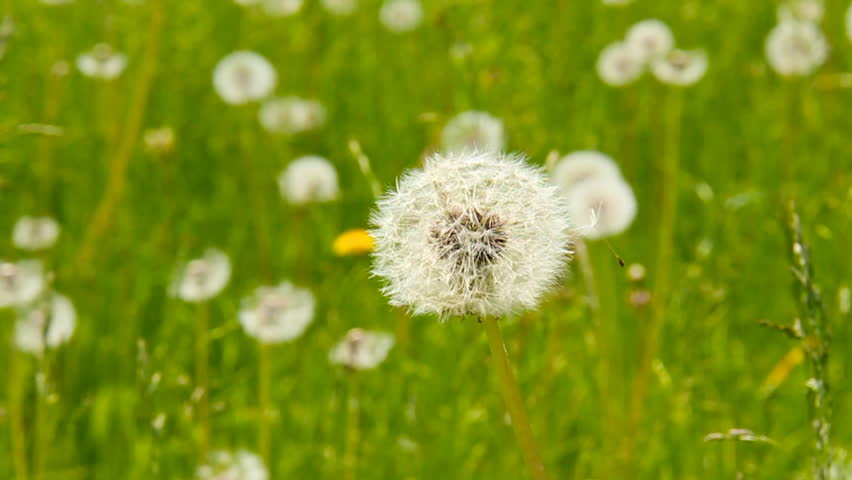 Spring Dandelions 2. A field of fresh spring dandelions and grass. Close-up of