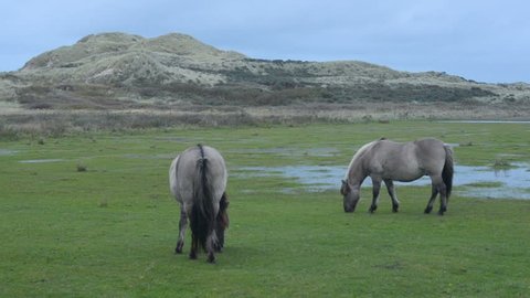 Konik horses keeping vegetation low in migrating bird wetland