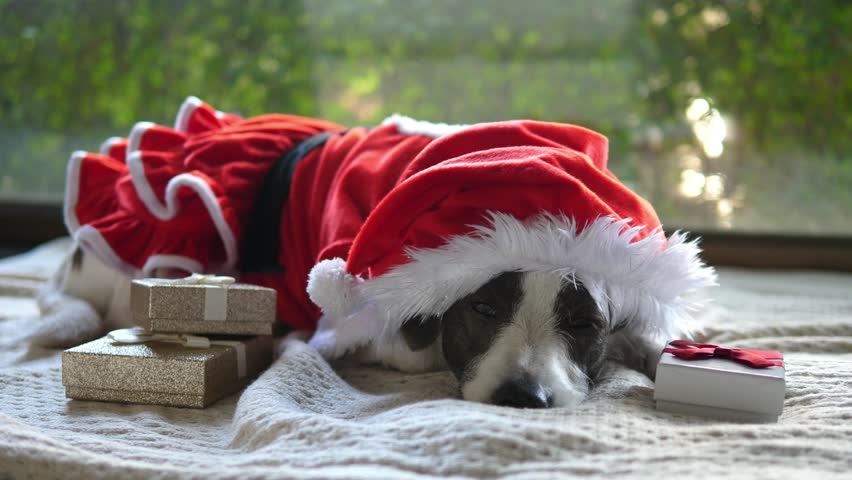 dog in santa suit