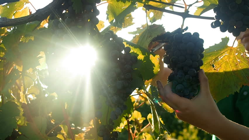 Grapes Wineries.  Picking Red Wine Grapes During Harvest In Italy. Ripe Vineyard Grapes. Grapes In The Vineyard In Tuscany, Italy.