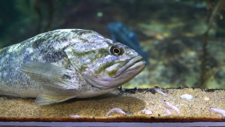 fish swimming in aquarium