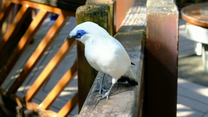 Bali myna (Leucopsar rothschildi)