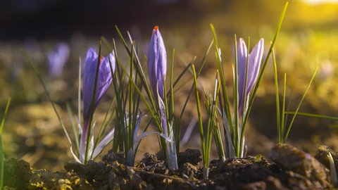 Timelapse of blooming saffron flowers