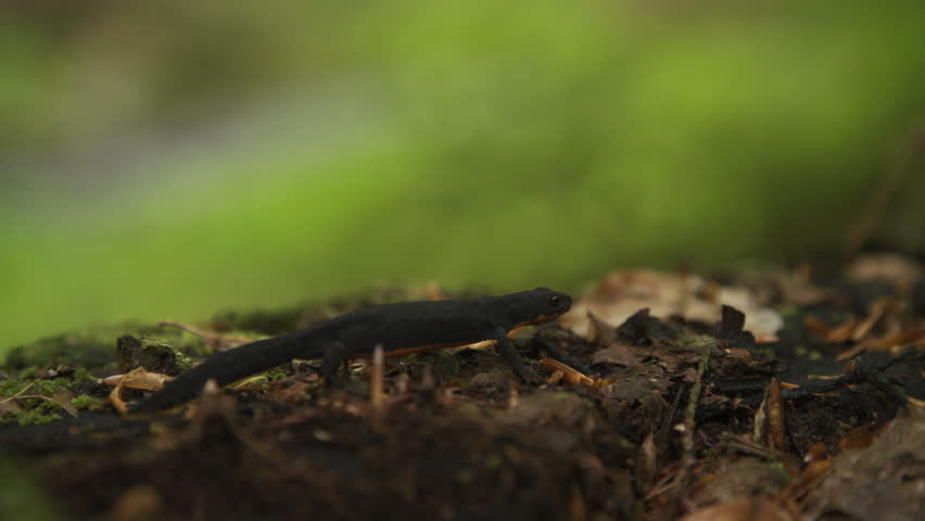 Alpine newt