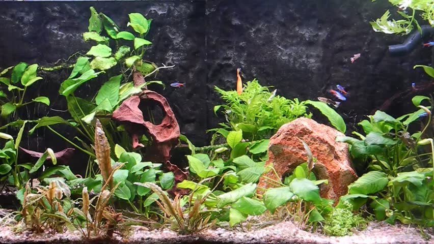 Aquarium | Shutterstock HD Video #3237202