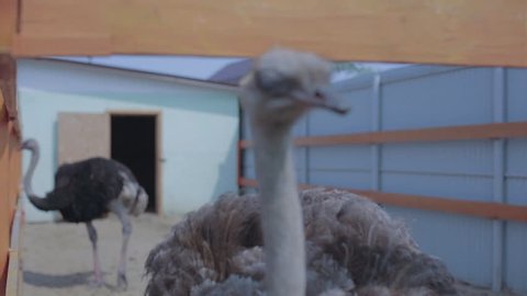 The ostrich is looking into the camera. The head of an ostrich, close-up.