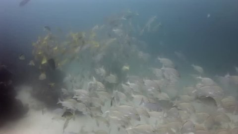 School of fish underwater in Galapagos. Unique unusual video footage. Unique beautiful video. Abyssal relax diving in world of wildlife. Natural aquarium of sea and ocean. Multicolor animals.