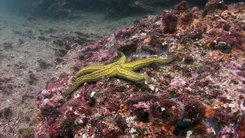 Starfish underwater on seabed in Galapagos. Unique beautiful video. Abyssal relax diving in world of wildlife. Natural aquarium of sea and ocean. Multicolor animals.